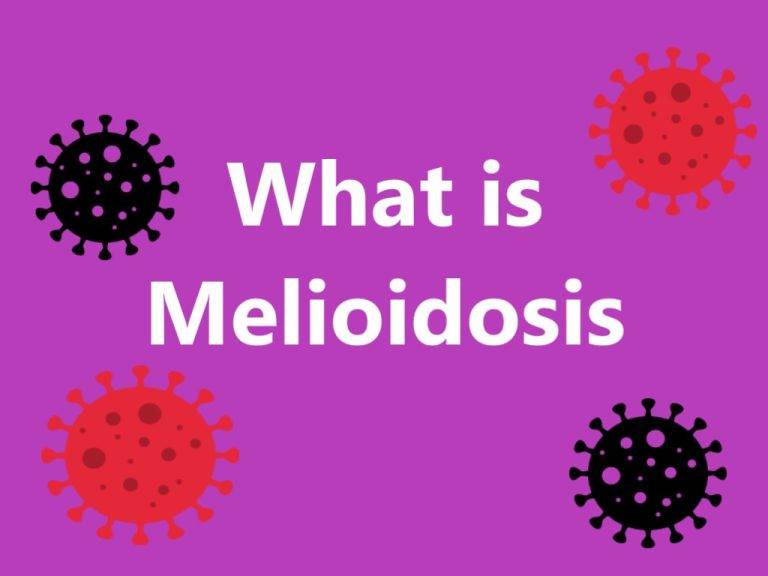What is Melioidosis Bacterial Infection