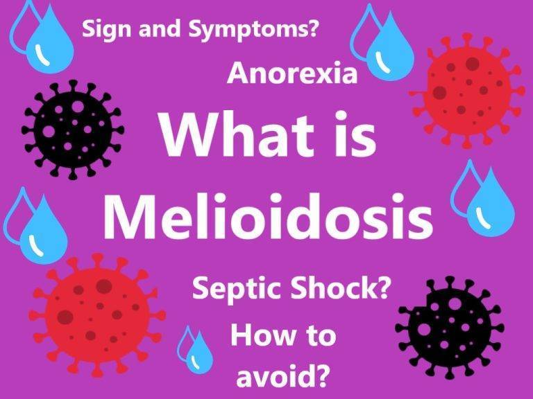 What is Melioidosis Anorexia Prevention Infection